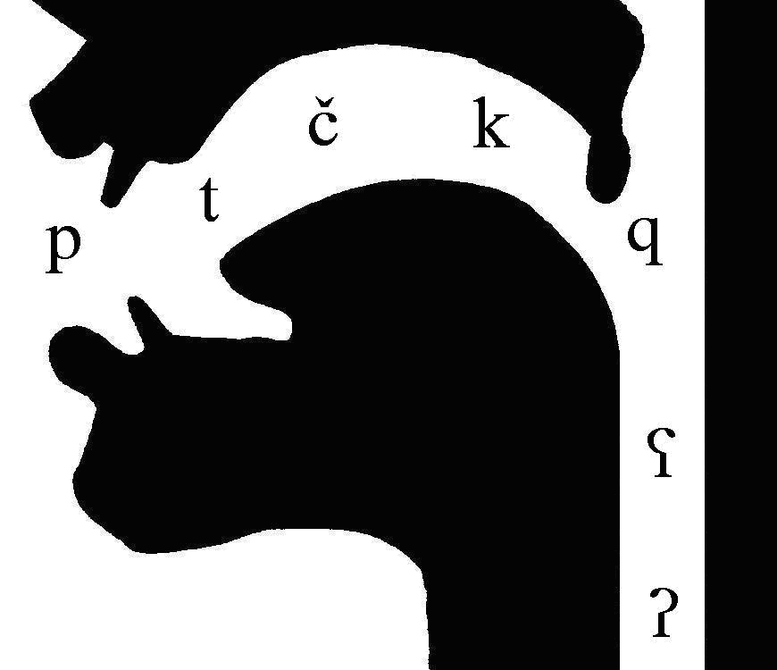 diagram of the vocal tract